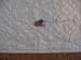 MicroFeathers_19800101_06
