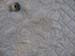 MicroFeathers_20070314_09